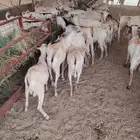 تيوس صومالية جذعان وثنيان مرابي البيع جملة