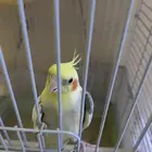 بغبغاء