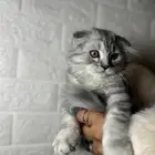 كيتن سكوتش للبيع