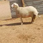 شاه حايل رباع فل الفل شحم صبه
