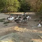 وز عربي الدمام