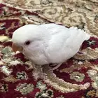 فروخ روز