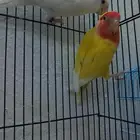 طير روز اصفر