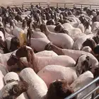 حلاق غنم ماكينة