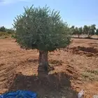 اشجار زيتون معمر