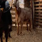 معزا مقاني مضاريع العدد4 جمله من 650مراح نظيف
