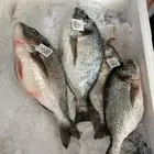 سمك دنيس سبريم