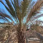 جثايث وفسايل نخيل عربي