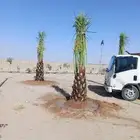 نخل نقايل جثايث فسائل مثمر للبيع نخيل برحي سلاطين غره صقعي ه