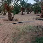 بيع تمر على روس النخل