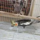 طيور كروان لتبني