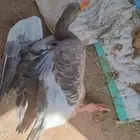 وز بلدي ذبح أو تربية