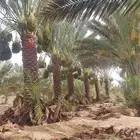 تكريب نخل وتوريد جميع انواعه