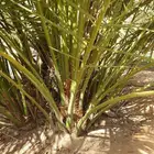 فروخ نخل جثايث نقايل نخل