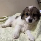 Maltese puppies for sale