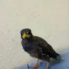 مينوا