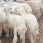 طليان مناسبات طيبة