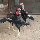 3 ديوكه سندي 2 العمر 9 شهور واحد سنتين