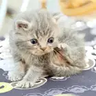 للبيع قطط صغار عمر شهر المكان الدرعية مت