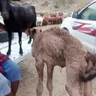 قعود ذكر ضيار