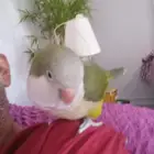 بغبغاء كويكر