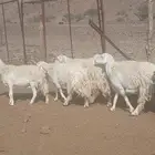 Fat Habash Sheep