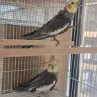 ذكور كروان نورمل جاهزات (تم البيع)