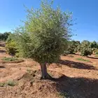 اشجار زيتون معمر جميع المقاسات