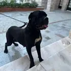 كلب كين كورسو إيطالي سلاله فاخره