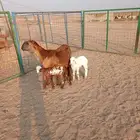 سواكنيه يتبعها توم