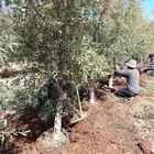 السلام عليكم ورحمة الله يجود لدينا زيتون نيبالي درجه اولا