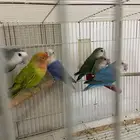 عرض رقم 1 (( تم البيع. ))