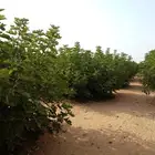 نخل عربي نخل واشنطني حمضيات برتقال ليمون زيتون