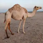 للبيع بكره