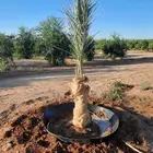 يوجد لدينا فسايل مثمره جميع انواع النخيل