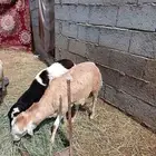 خرفان بلدي العدد 3