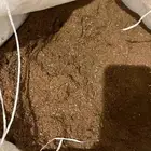 تخ او نخاله السمسم علف لتسمين المواشي ودر الحليب