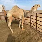 بعير على عقاب الجليدي