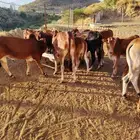 19 حسيل بلدي صحتهم ممتازة جدا