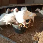 ا ستاني