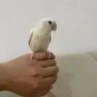 ببغاء روز أليف وهدد
