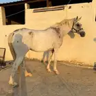 للبيع فرس و مهرين