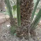 الكميه كبيره الخنل طيب واسعار طيبه