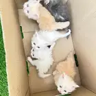 قطط شيرازي للبيع