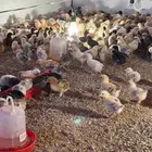 السلام عليكم ورحمة الله وبركاته