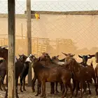 تيوس دهم تهاميه مليانه شحم الصلاه علي للبيع الطائف القرشيات