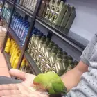 ببغاء روز