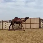 بكار حمر دهم لقايا من ابل الخيال الجحدلي