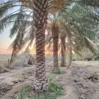 يوجد لدينا نخل عربي و شنطني