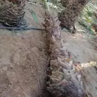 نخل زينه ملكي متوفر